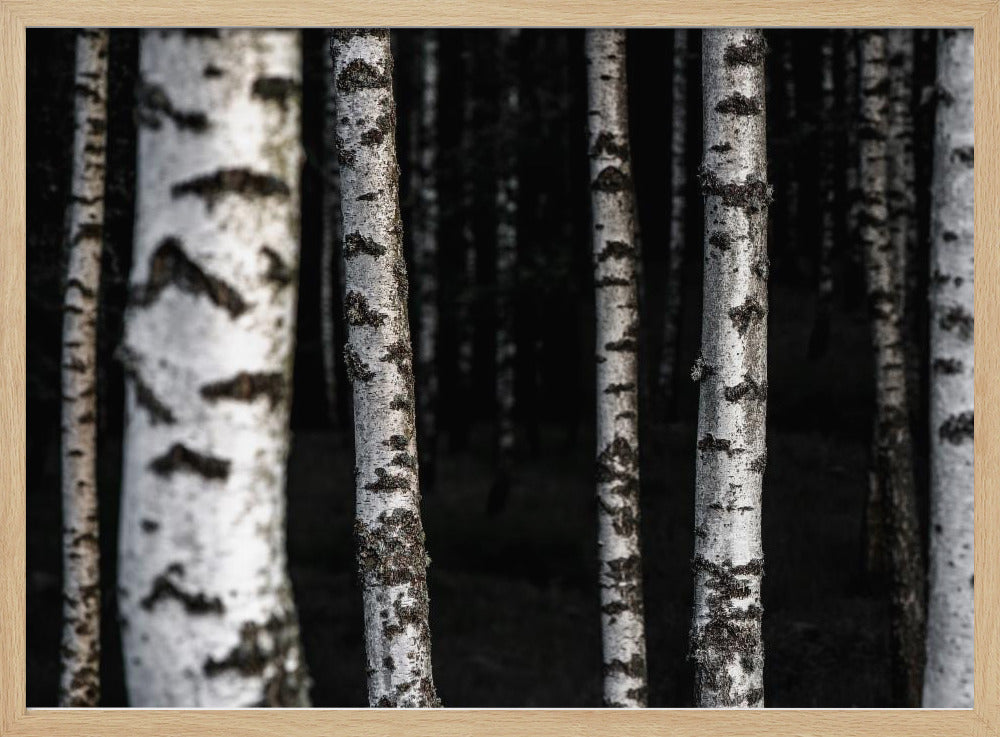 Birch Trees 8 | Poster