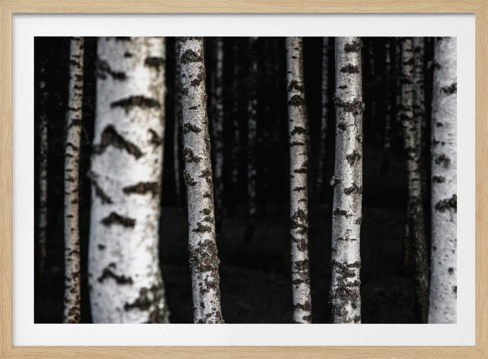 Birch Trees 8 | Poster