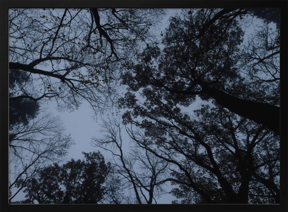 Looking Up 1 | Poster