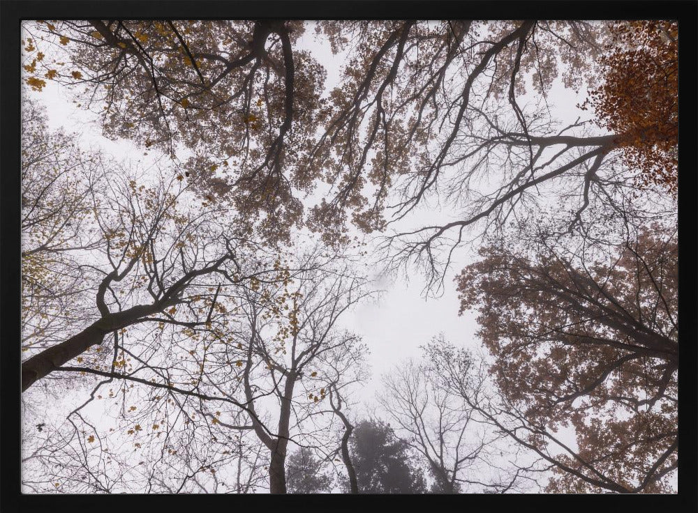 Looking Up 2 | Poster