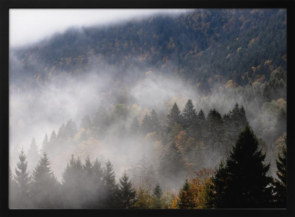 Foggy Woods 9 | Poster