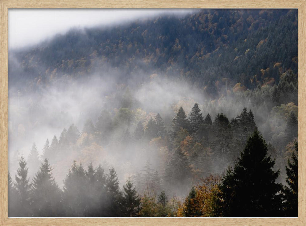 Foggy Woods 9 | Poster