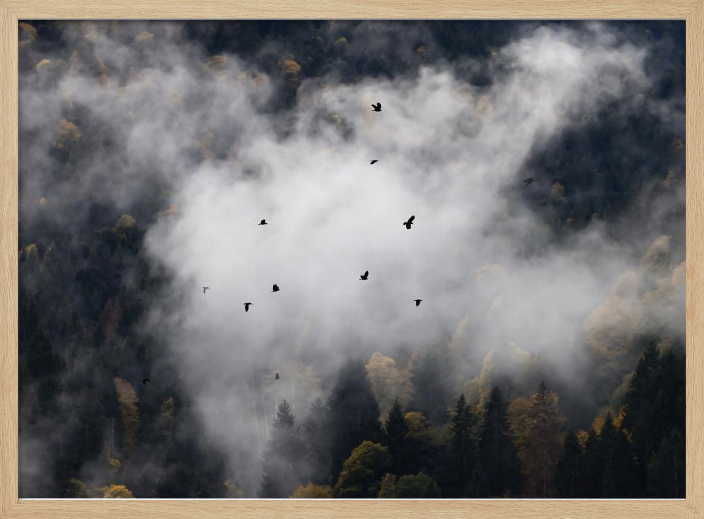 Foggy Woods 8 | Poster