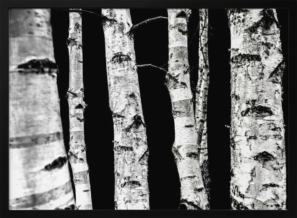 Birch Trees | Poster