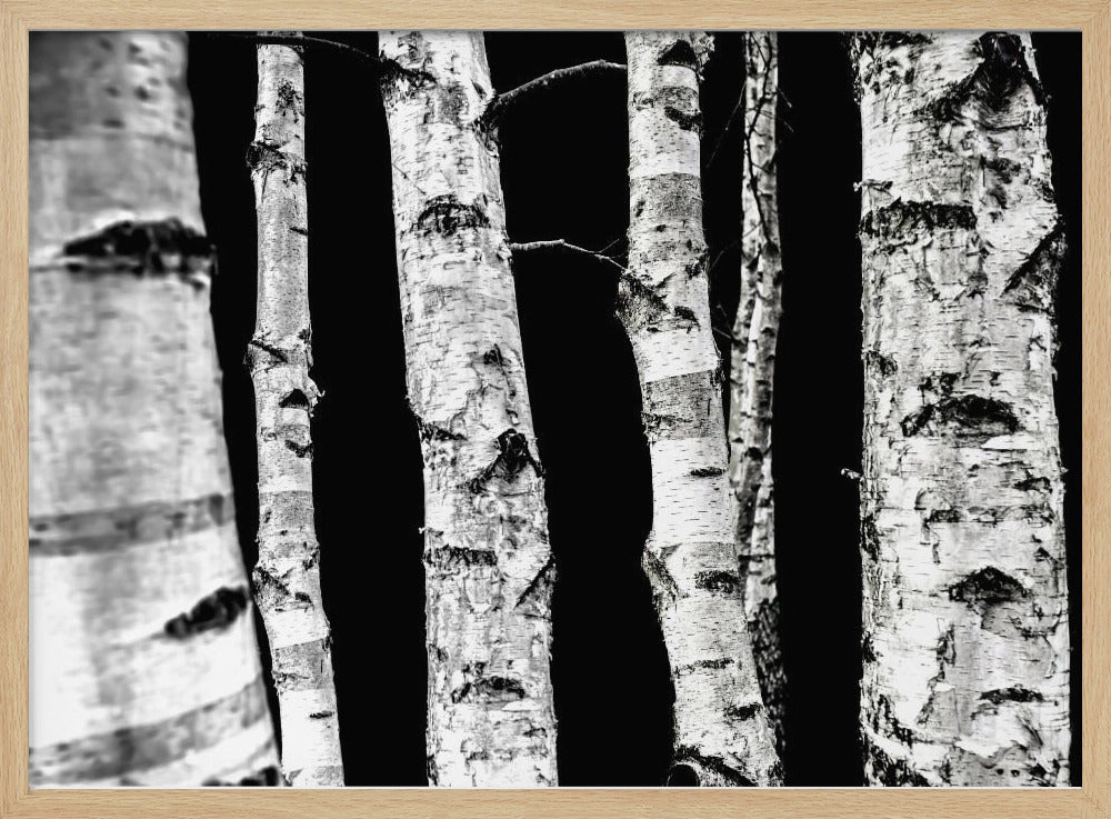 Birch Trees | Poster