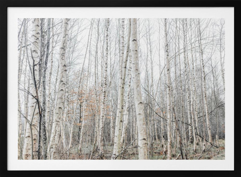 Birch Trees 9 | Poster