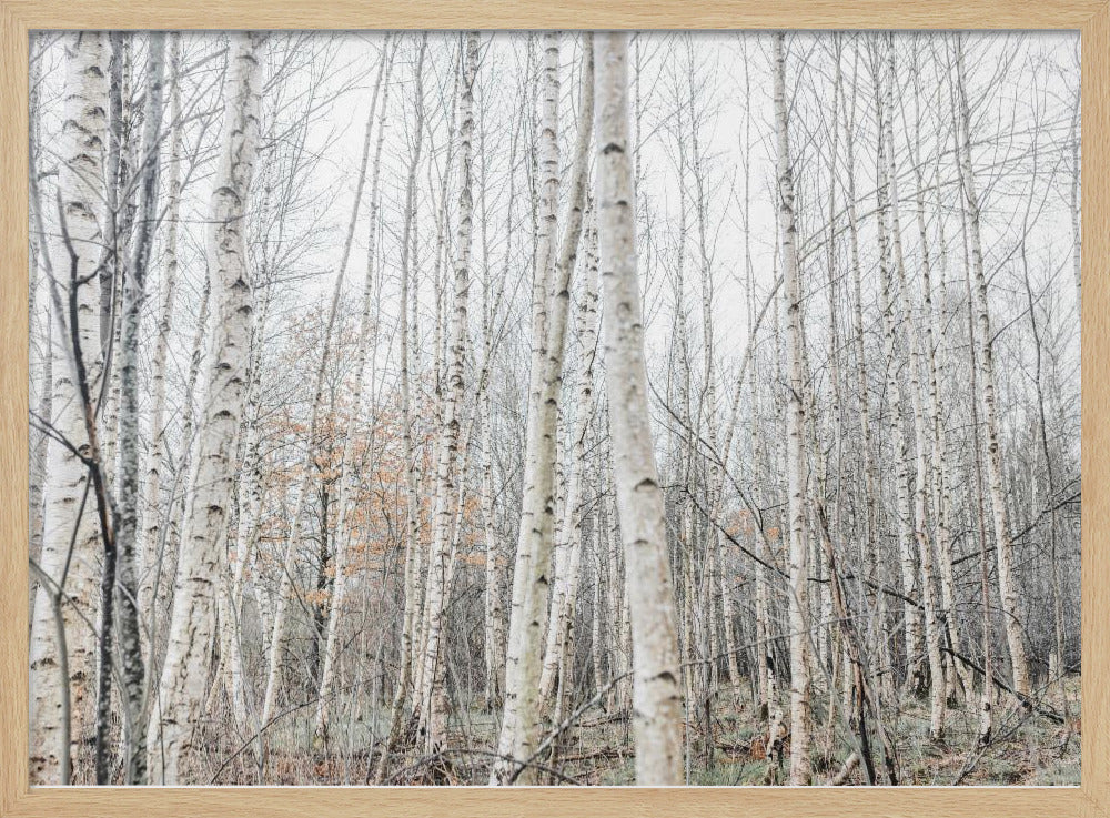 Birch Trees 9 | Poster