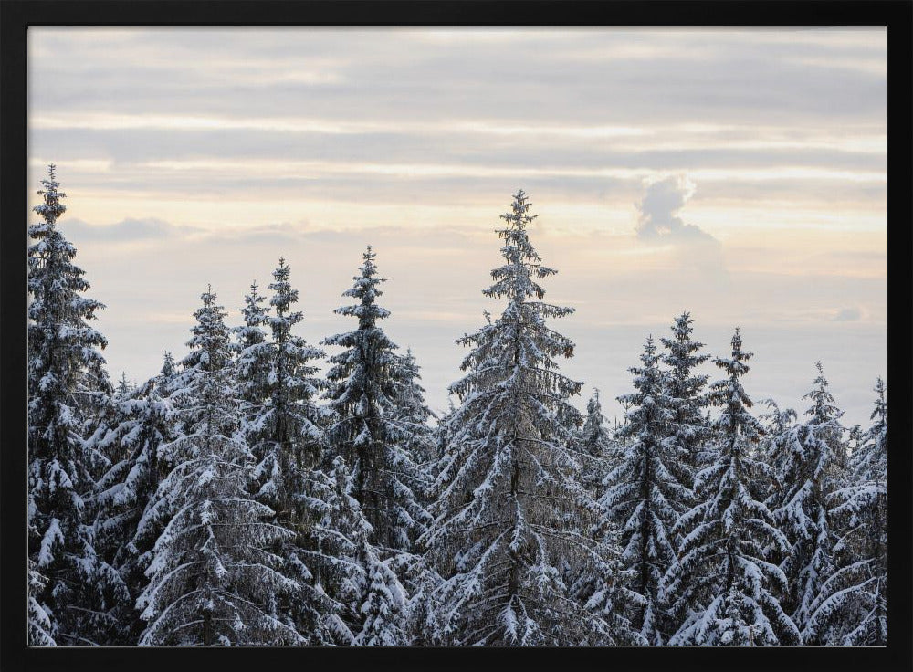 Snow Covered Trees 8 | Poster