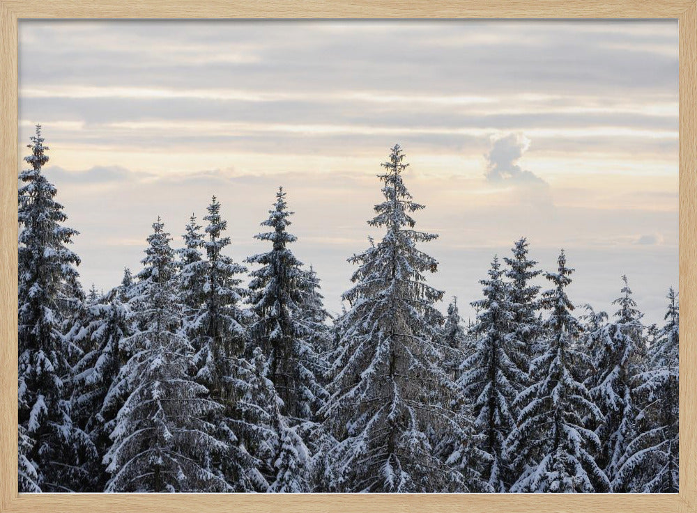 Snow Covered Trees 8 | Poster