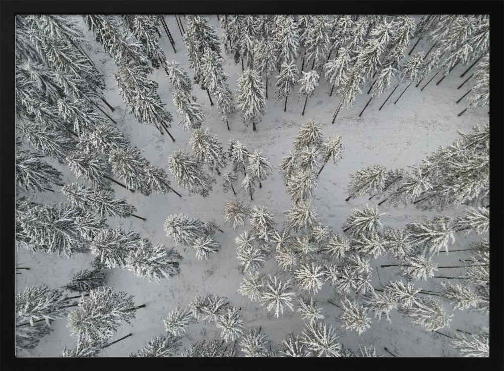 Snow Covered Trees 3 | Poster