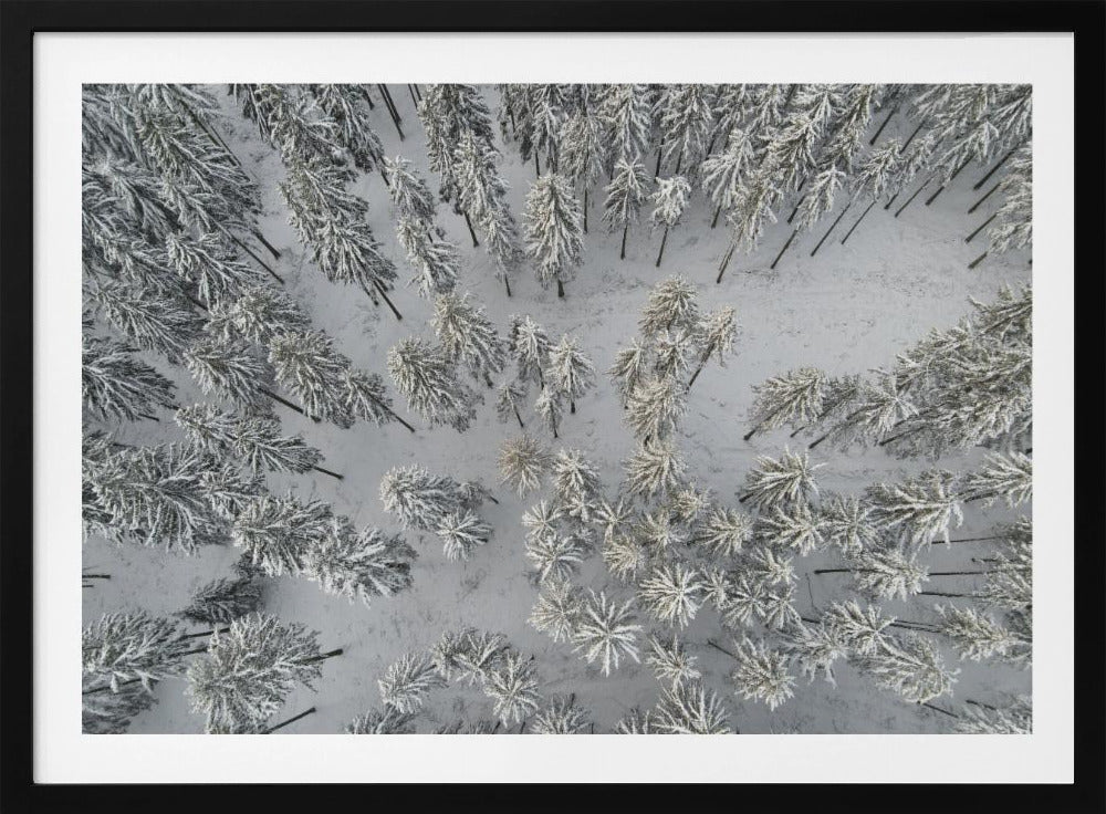 Snow Covered Trees 3 | Poster