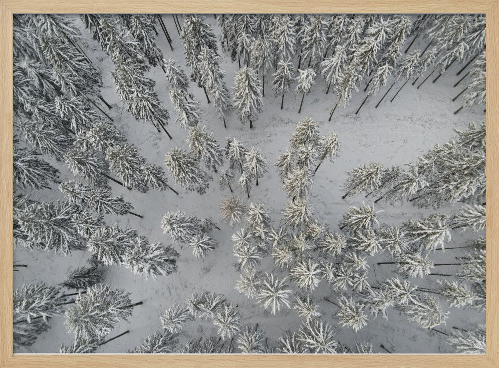 Snow Covered Trees 3 | Poster