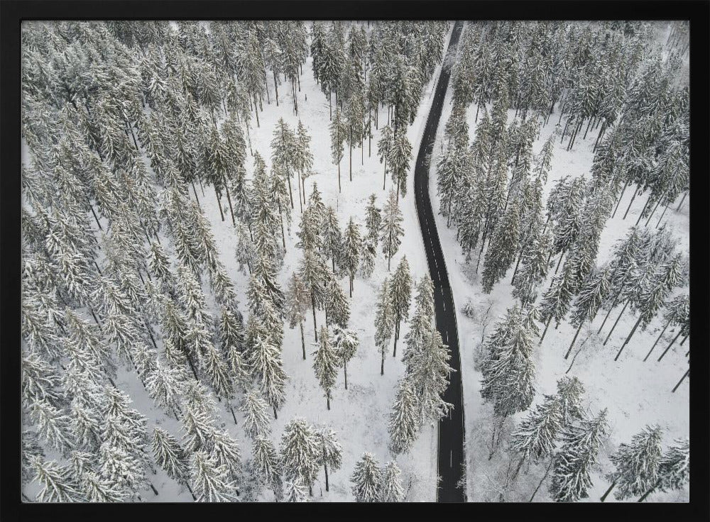 Snow Covered Trees 5 | Poster