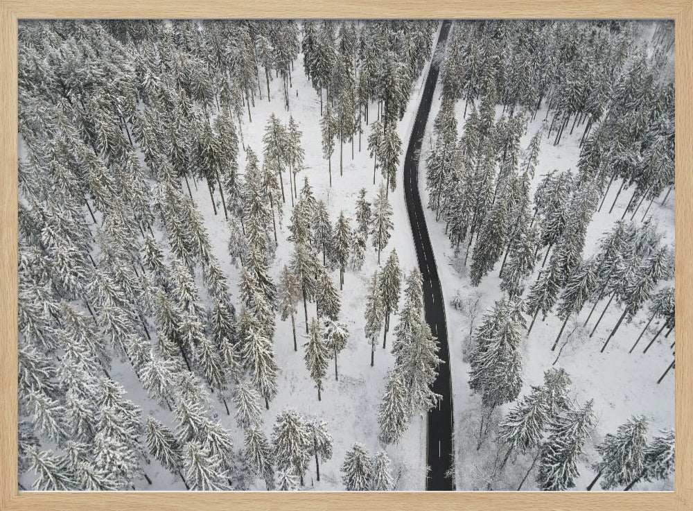 Snow Covered Trees 5 | Poster