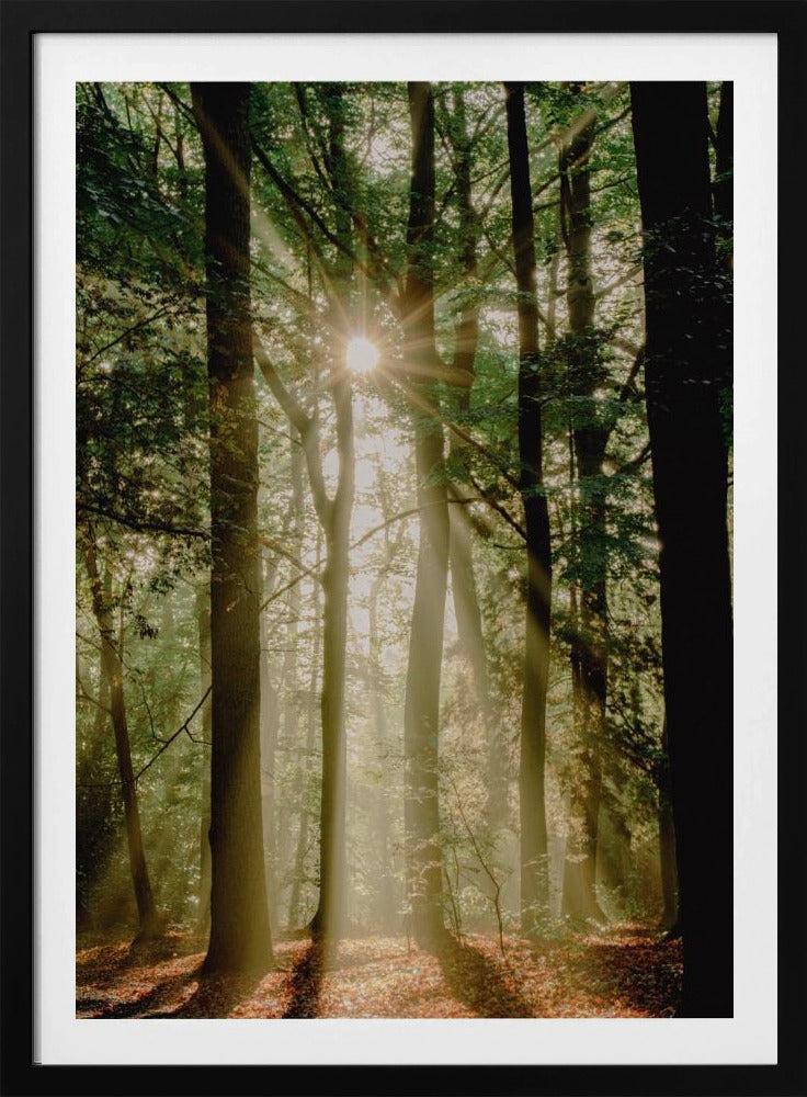 Sunbeams through the forest | Poster