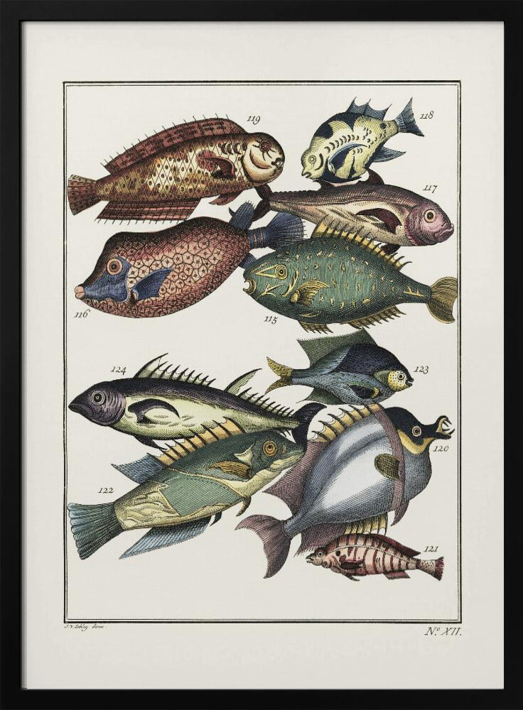 Exotic Fish (1767) By J V Schley | Poster