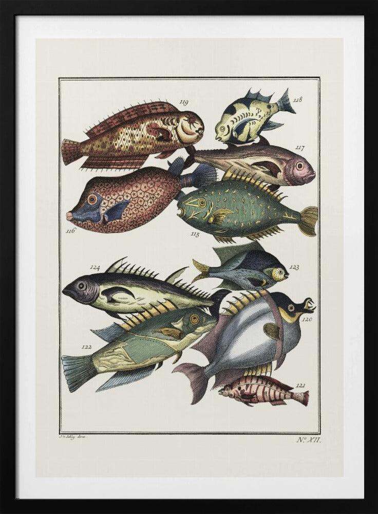 Exotic Fish (1767) By J V Schley | Poster