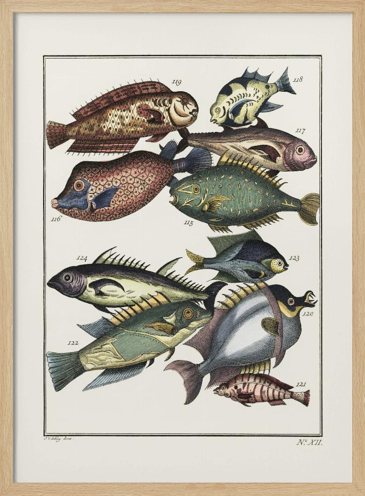 Exotic Fish (1767) By J V Schley | Poster