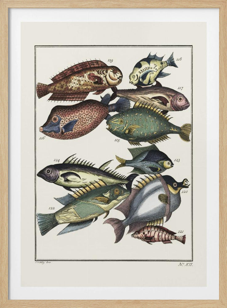 Exotic Fish (1767) By J V Schley | Poster