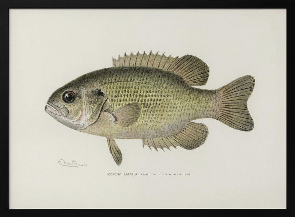 Rock Bass (ambloplites Rupestris) By Sherman F. Denton (1856 1937) | Poster