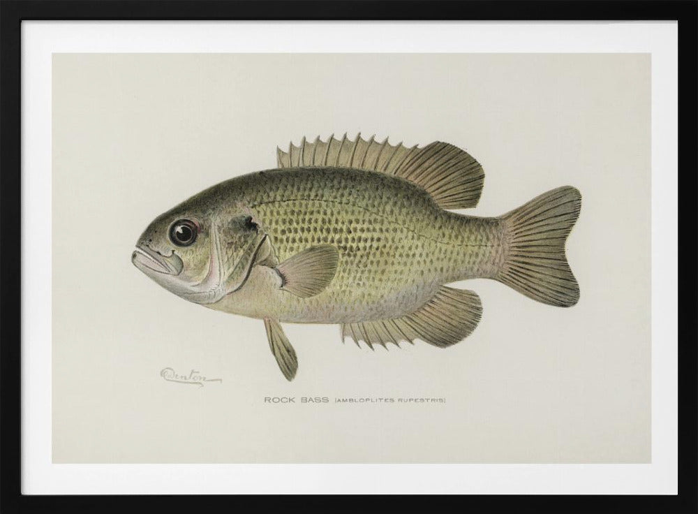 Rock Bass (ambloplites Rupestris) By Sherman F. Denton (1856 1937) | Poster