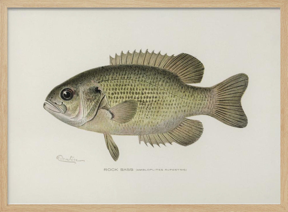 Rock Bass (ambloplites Rupestris) By Sherman F. Denton (1856 1937) | Poster