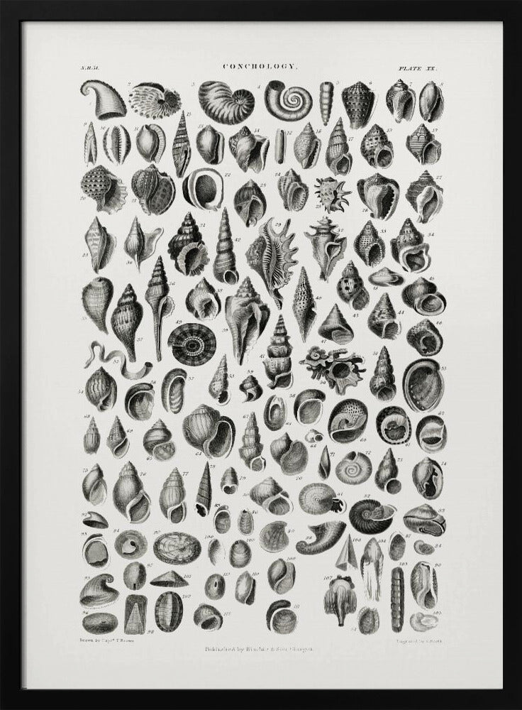 Sealife III | Poster