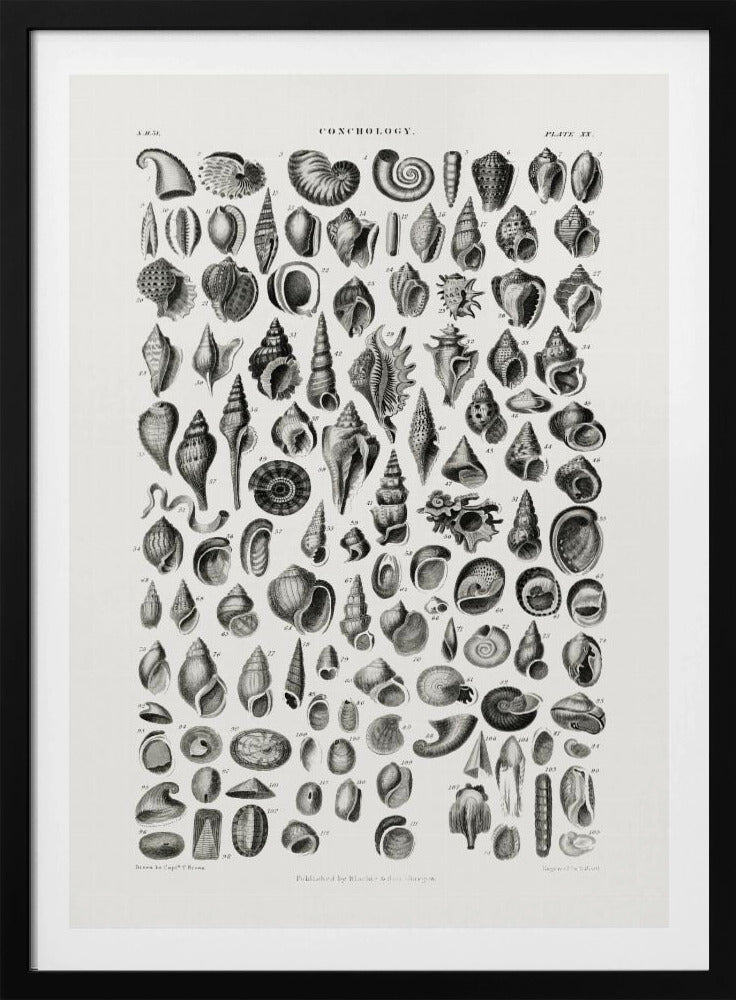 Sealife III | Poster