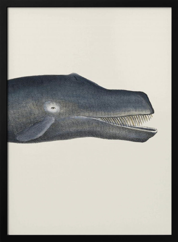 Whale I Tight Crop   Handcolored Sealife Lithograph 1824 | Poster