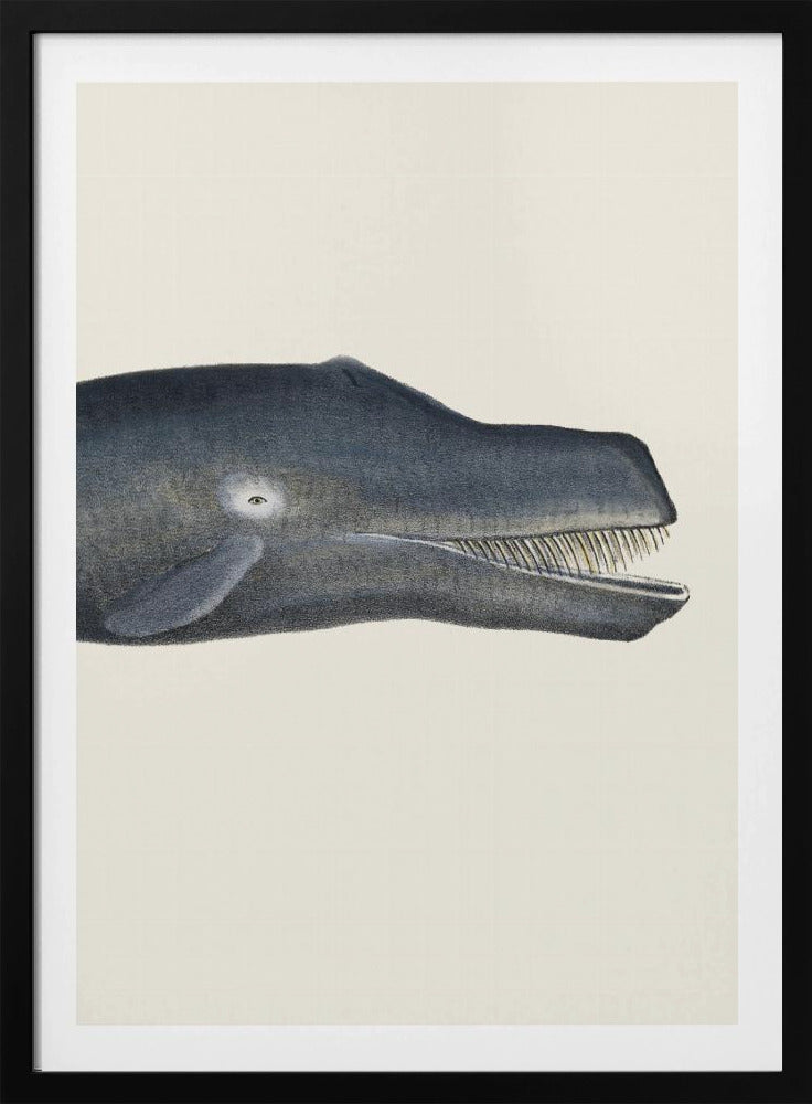Whale I Tight Crop   Handcolored Sealife Lithograph 1824 | Poster
