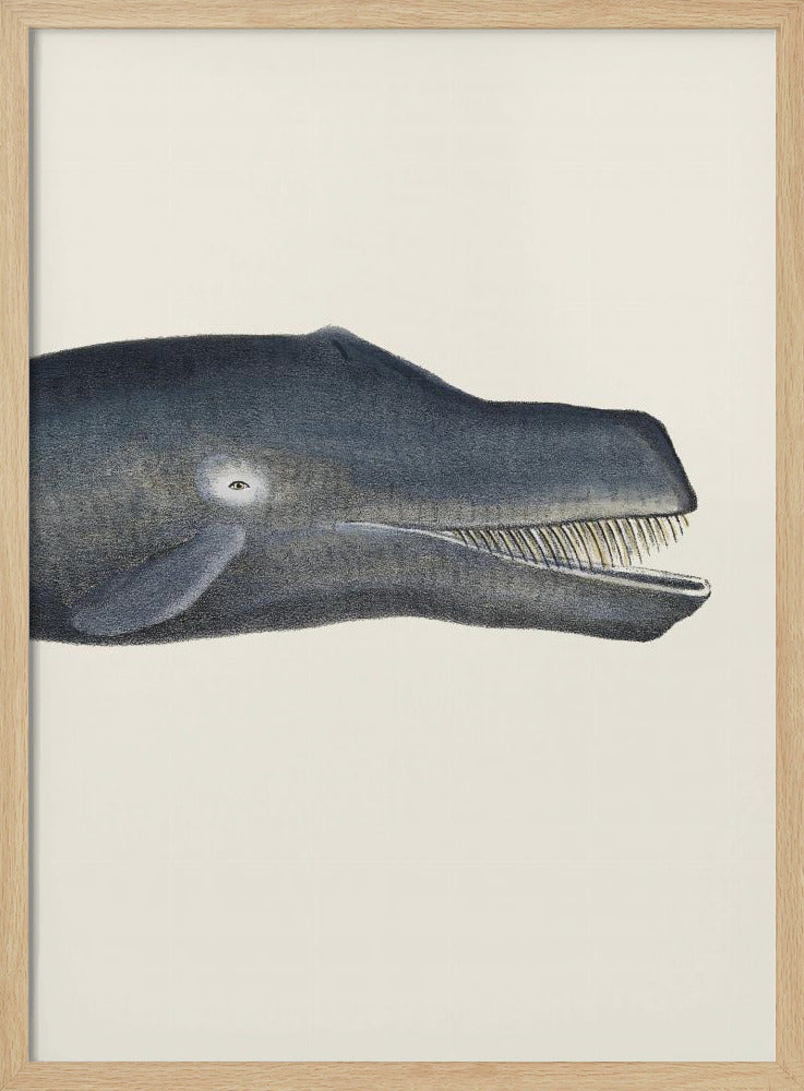 Whale I Tight Crop   Handcolored Sealife Lithograph 1824 | Poster