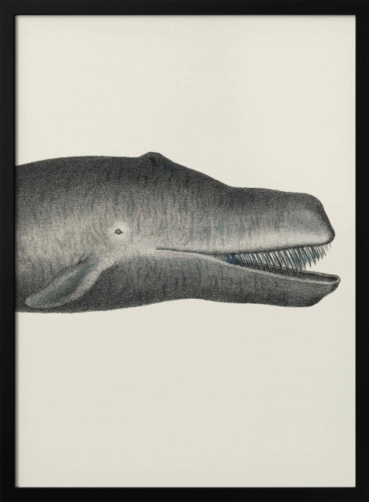 Whale Ii Tight Crop Handcolored Sealife Lithograph 1824 | Poster
