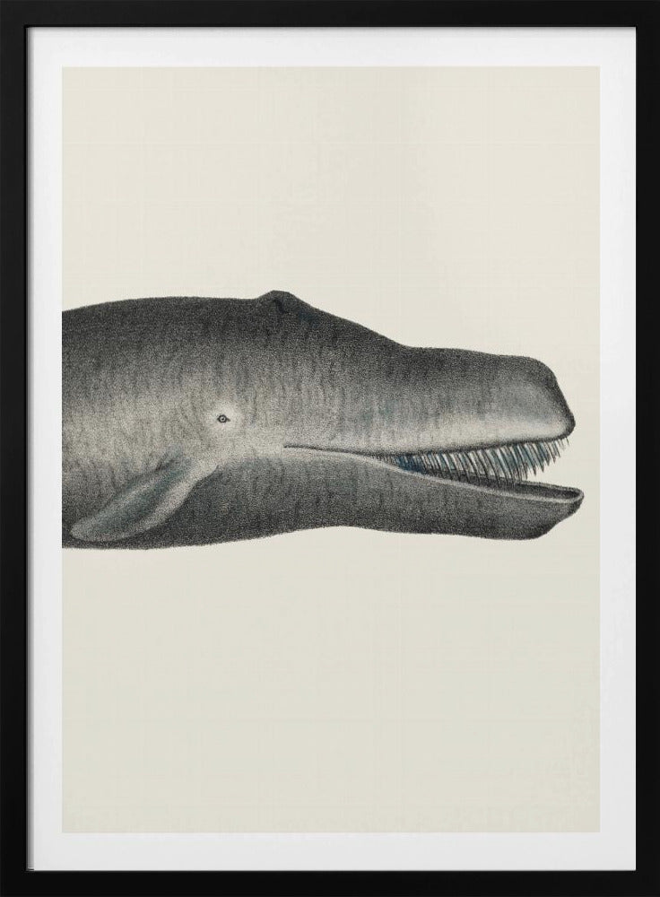 Whale Ii Tight Crop Handcolored Sealife Lithograph 1824 | Poster