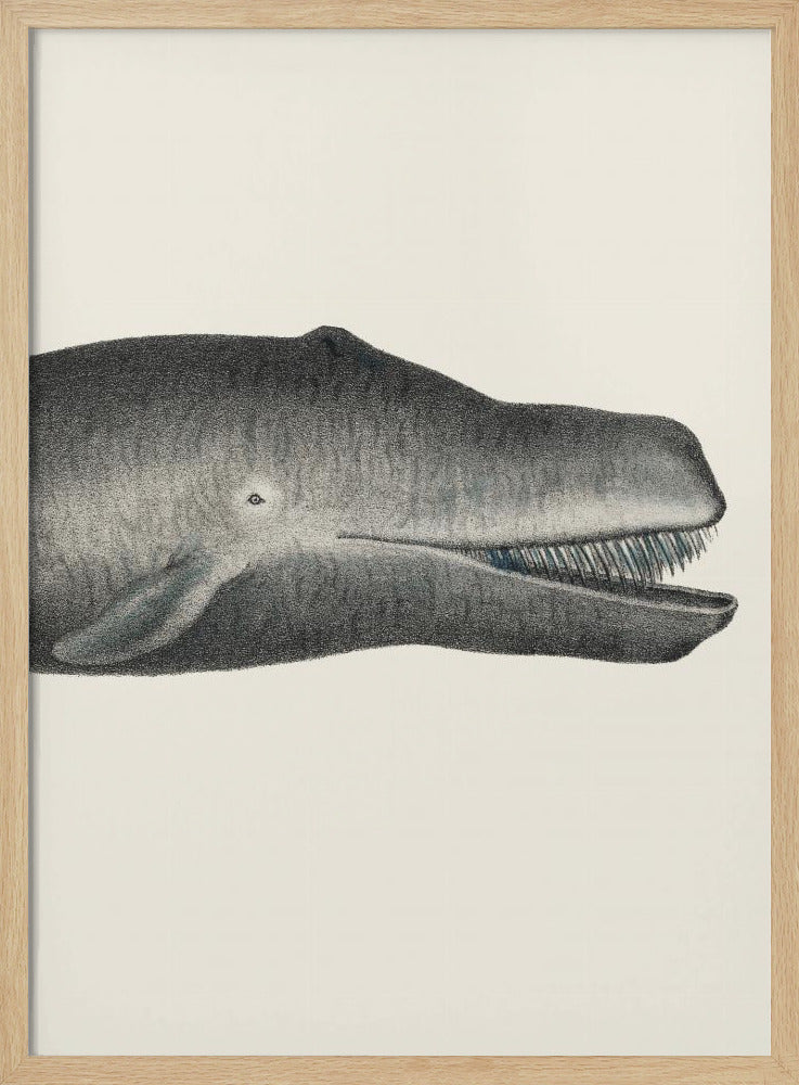 Whale Ii Tight Crop Handcolored Sealife Lithograph 1824 | Poster