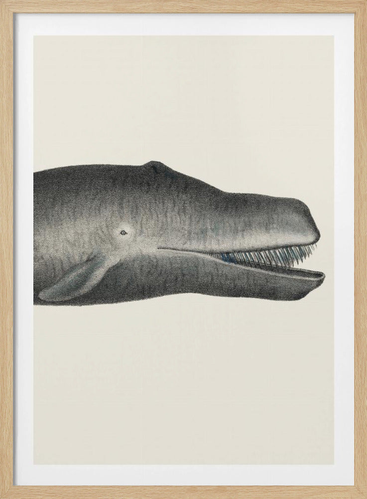 Whale Ii Tight Crop Handcolored Sealife Lithograph 1824 | Poster