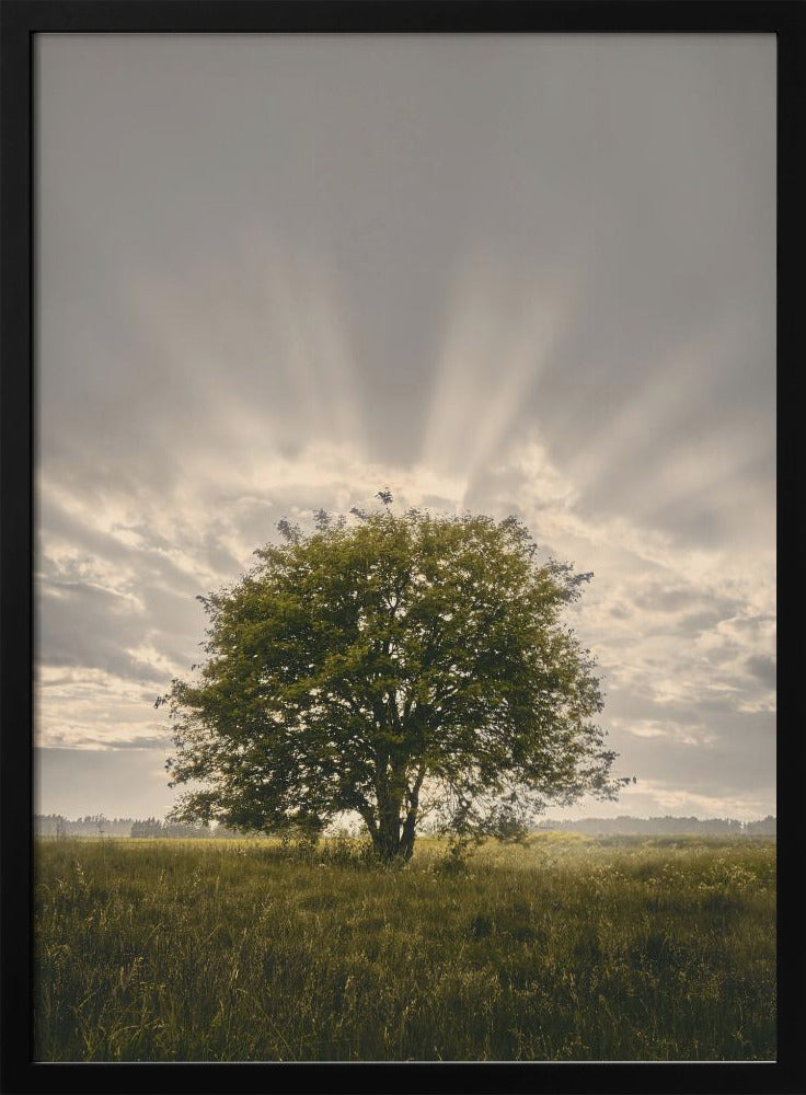 20220616  Dsf4394 | Poster