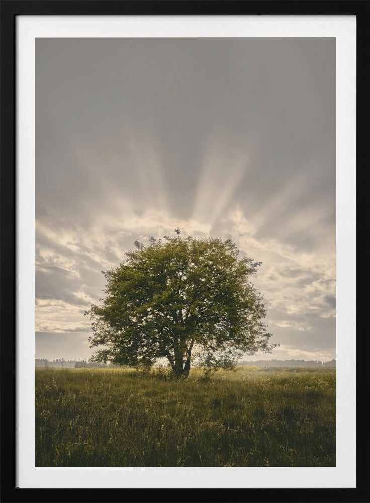 20220616  Dsf4394 | Poster