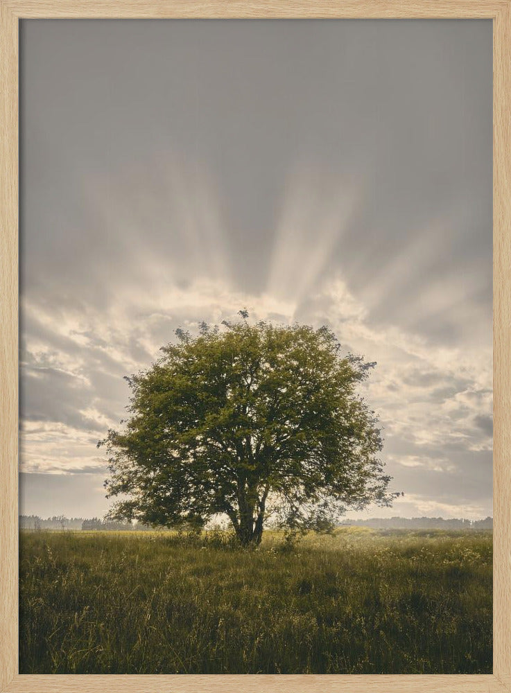 20220616  Dsf4394 | Poster