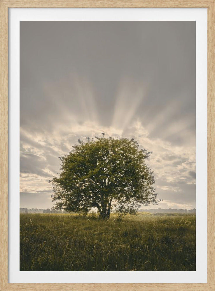 20220616  Dsf4394 | Poster