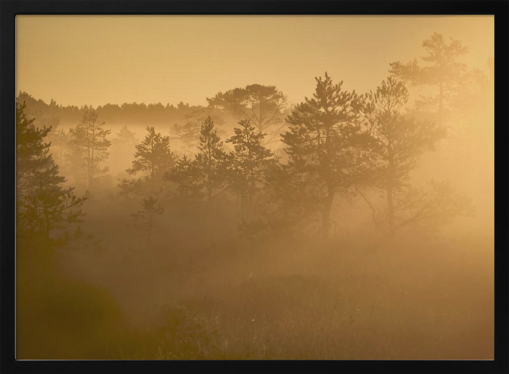 20220809  Dsf8002 1 | Poster