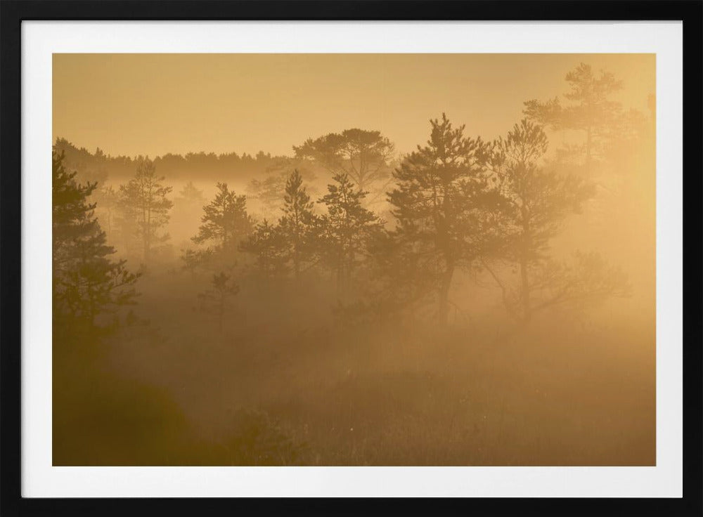 20220809  Dsf8002 1 | Poster