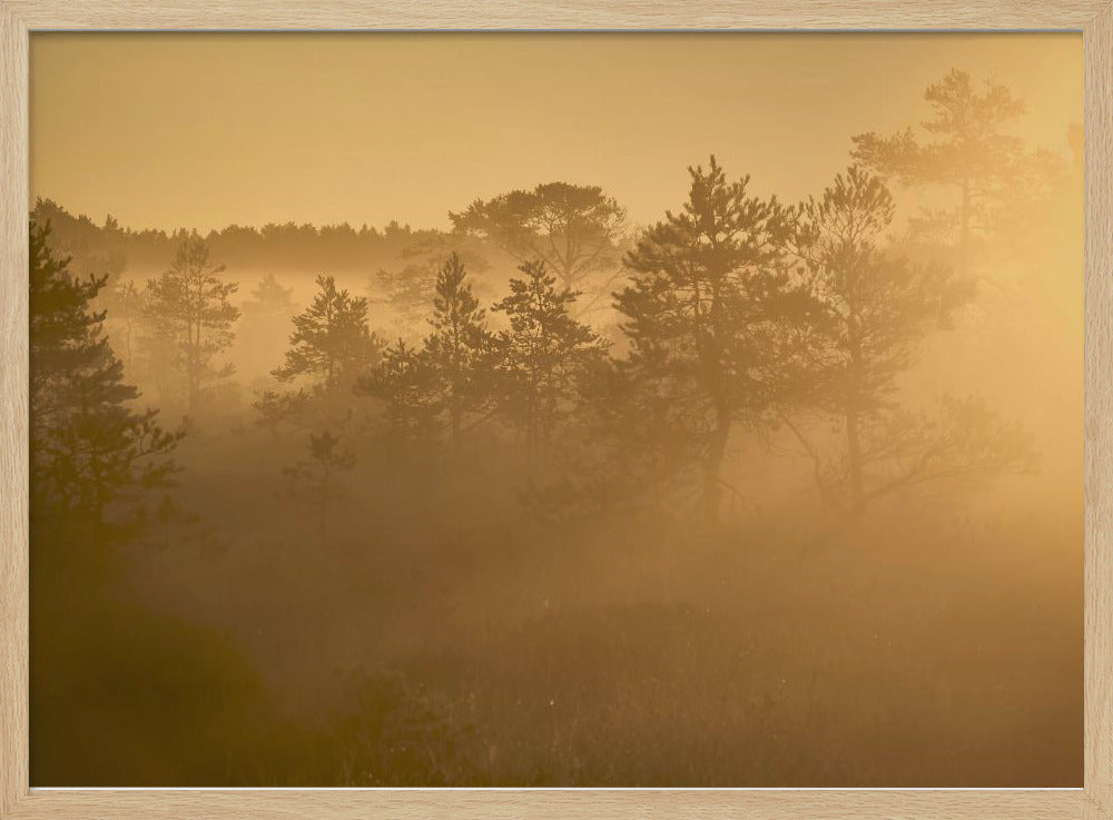 20220809  Dsf8002 1 | Poster