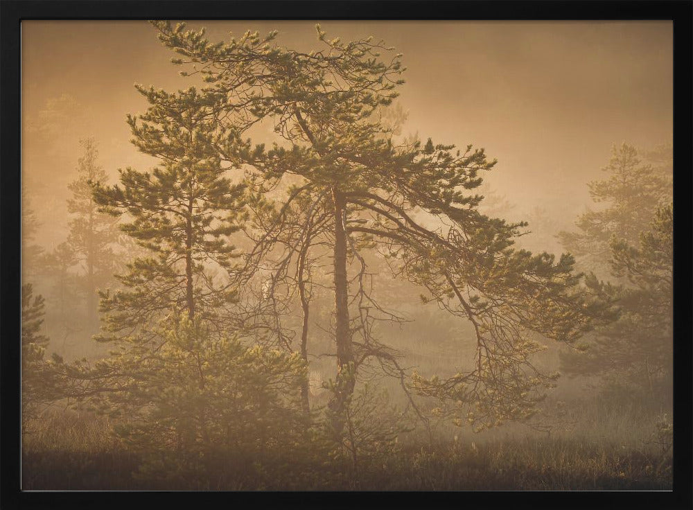 20220809  Dsf8003 1 | Poster