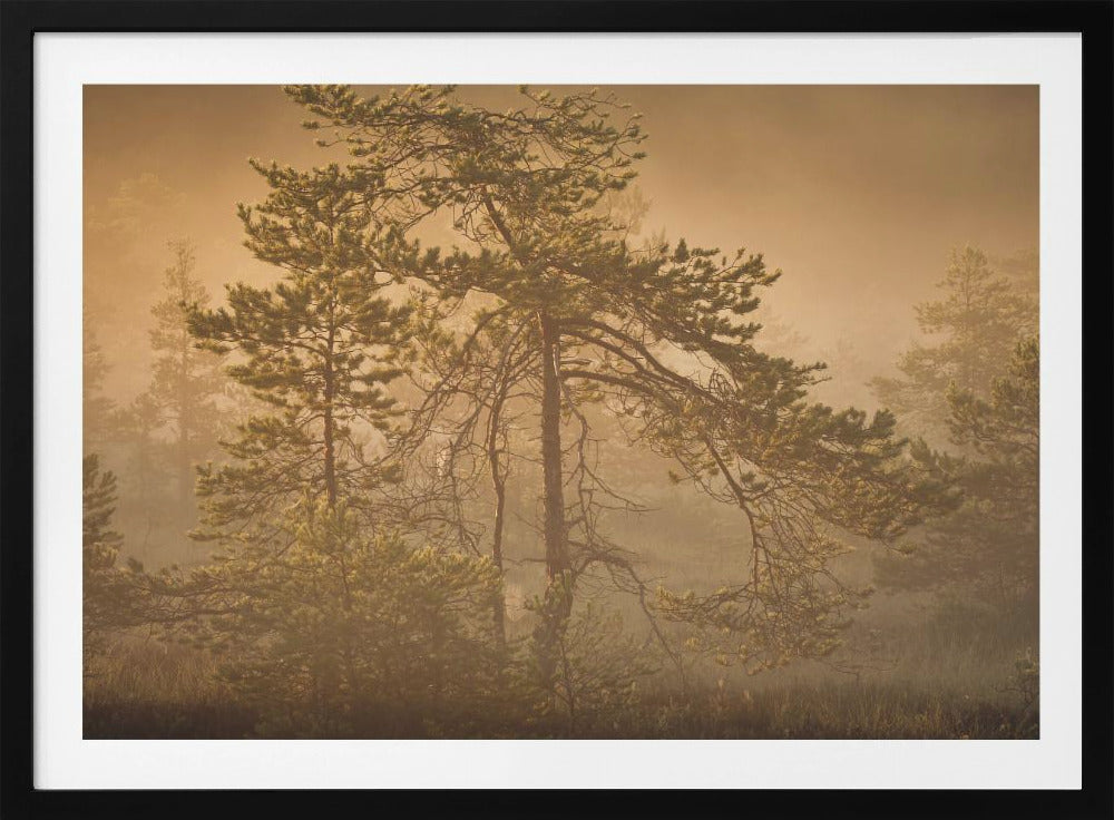 20220809  Dsf8003 1 | Poster