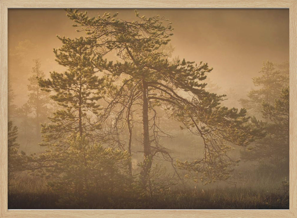 20220809  Dsf8003 1 | Poster