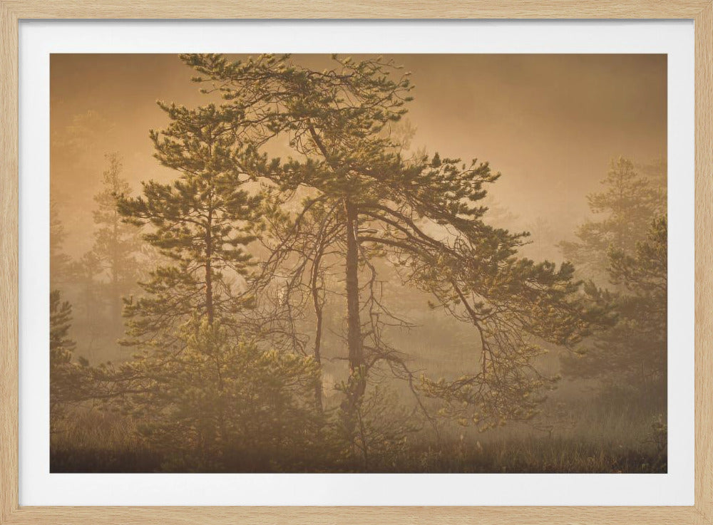 20220809  Dsf8003 1 | Poster