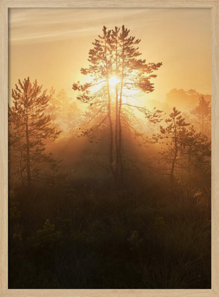 20220809  Dsf8009 Hdr 1 | Poster