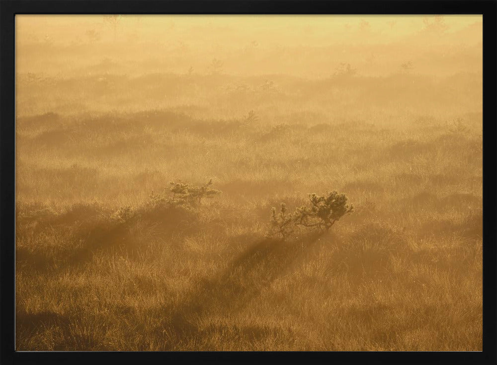 20220809  Dsf8027 1 | Poster