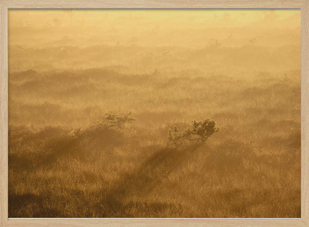 20220809  Dsf8027 1 | Poster