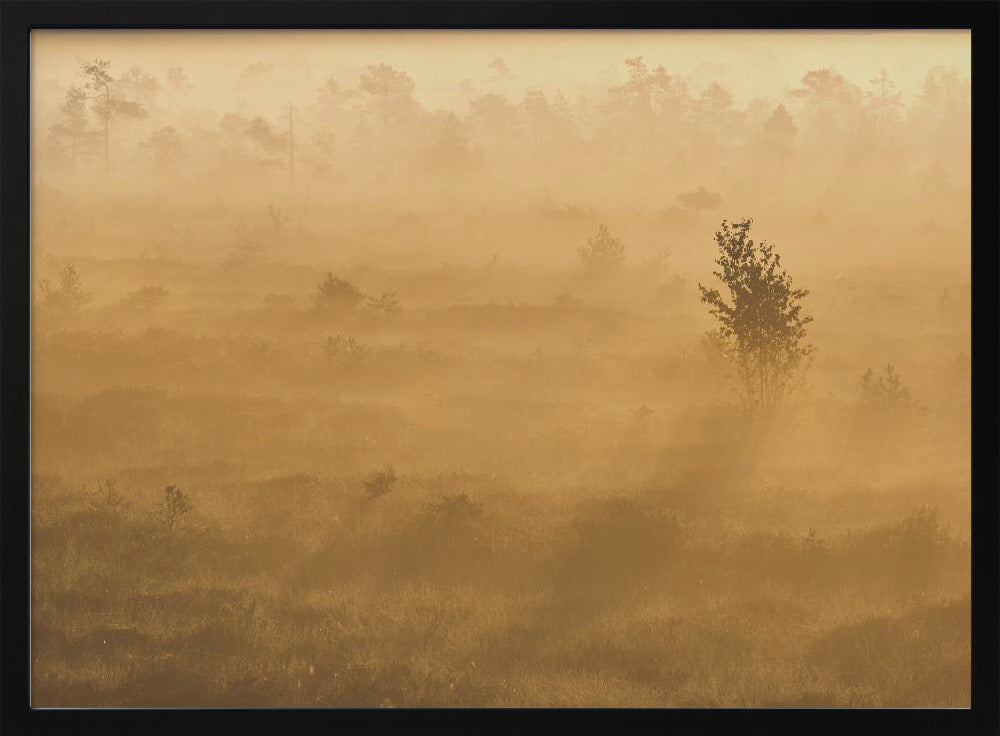 20220809  Dsf8029 2 | Poster